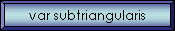 var subtriangularis