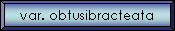 var. obtusibracteata