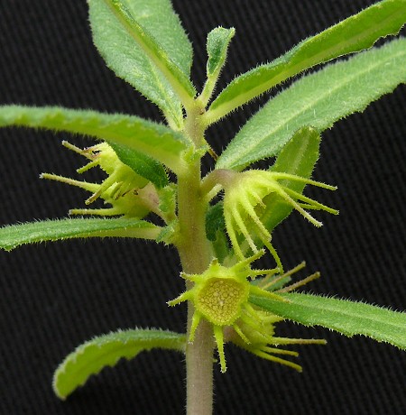 D. benguellensis courtesy Specks Exotica